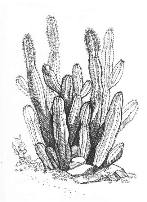 Desert Cactus Desert Drawing Desert Art Cactus Painting