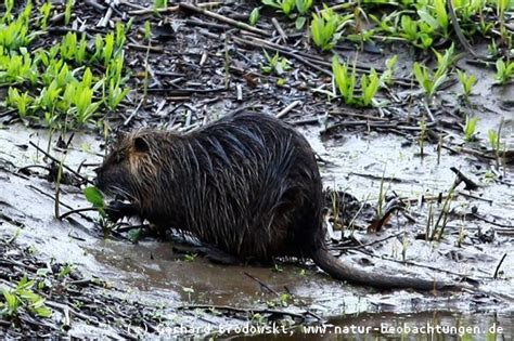 #nutria #nutrias #bisamratte #best_wild_planet #exklusive_animals #natur #nature #animals #naturfotografie_deutschland. Nutria Steckbrief - Alles über das Nutria, Feinde, Nahrung ...