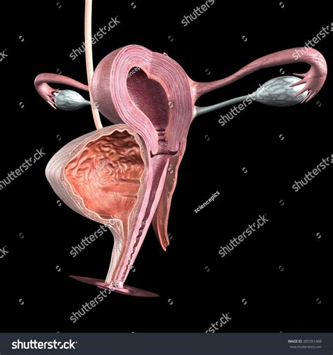 Female Reproductive System Stock Photo 205351408 Shutterstock