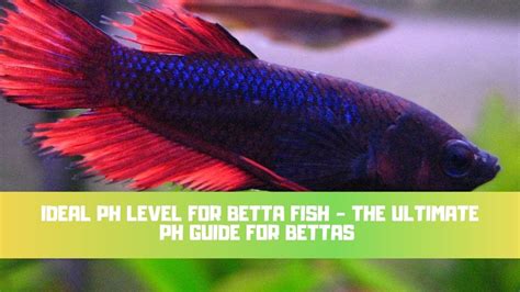 Larger snails are a lot harder to eat. Ideal pH Level For Betta Fish - The ULTIMATE pH Guide For ...