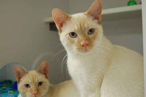 Meet Orange And Cream Flame Point Siamese Brothers 7 Mo Old They Are