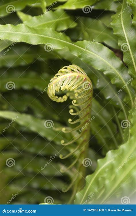 New Fern Frond Unfurling In Garden Stock Photo Image Of Botany