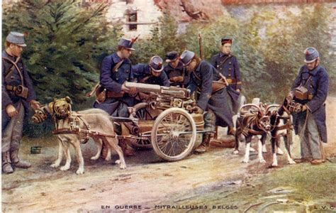 Belgian Machine Gun Dogs World War I Tumblr Pics