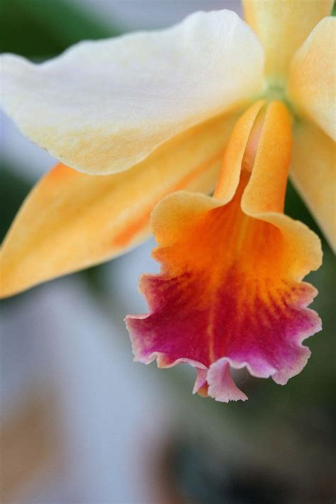 Orchid By Vivanickdrake On Deviantart Beautiful Orchids Beautiful