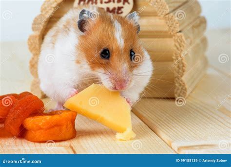 A Hamster Close Up Eats Cheese Stock Image Image Of Beautiful
