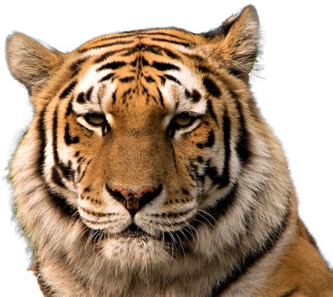 Download Tiger Head Png Tiger Face Transparent Background Png Image Riset