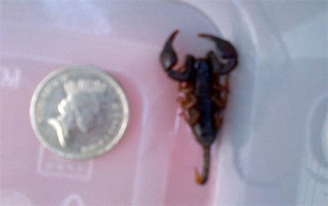 Charity Workers Horrified To See Venomous Scorpion Crawling Through