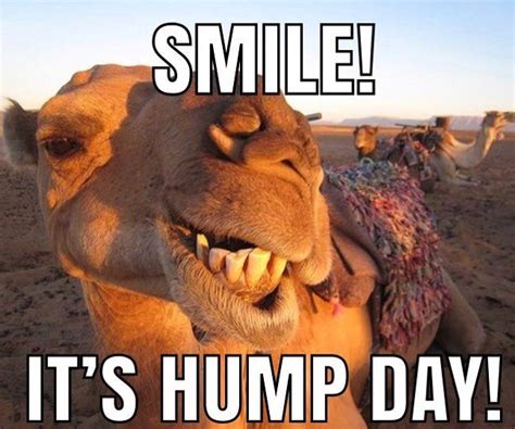 Happy Hump Day It’s All Downhill From Here Happy Hump Day Meme Hump Day Quotes Funny