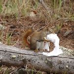 Squirrel Stealing Toilet Paper Pyramid Lake He Looks P Flickr