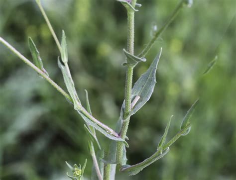 https://www.teline.fr/fr/photos/brassicaceae/neslia-paniculata-subsp.-thracica