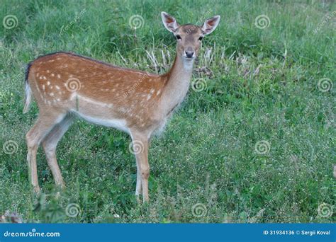 Female Sika Deer In The Green Grass Stock Photo Image Of Beauty
