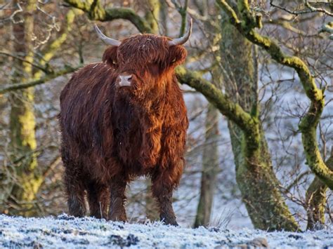 Scottish Highland Cow In The Snow A Photographic Digital A Flickr