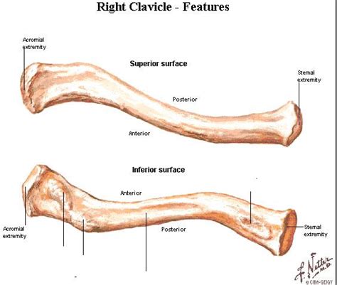 Clavicle By Netter Anatomy Bones Human Anatomy Skeleton System Rib