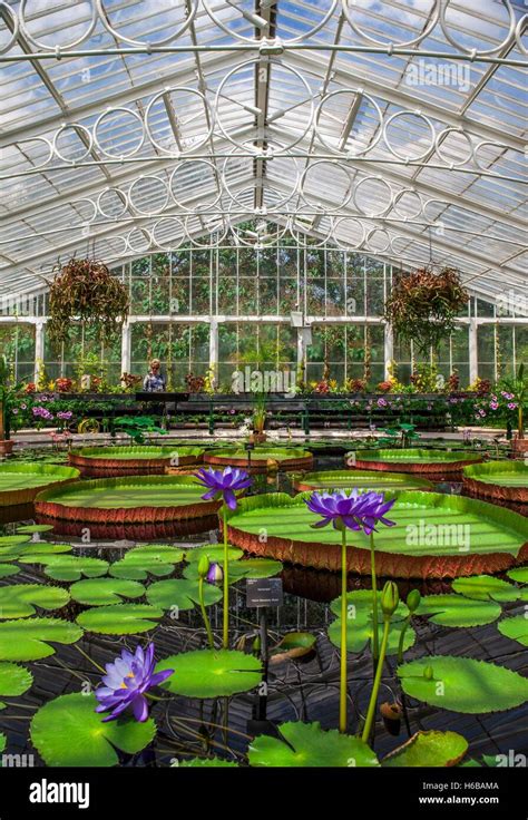 Kew Gardens Waterlily House Water Lilies With Giant Water Lilies