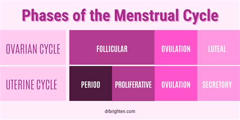 Phases Of The Menstrual Cycle Dr Jolene Brighten