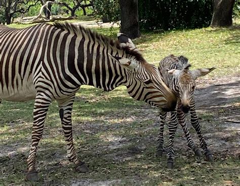 Disneys Animal Kingdom Welcomes Baby Zebra Walt Disney World News