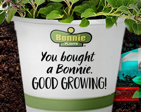 2019 Mlp Bonnie Bonnie Plants Homegrown Food Bonnie Growing Veggies