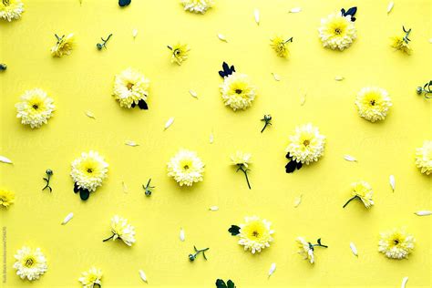 Bunga Kuning Bunga Matahari Wallpaper Bunga Terindah Tercantik