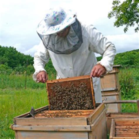 Once you receive your bees, you'll need to transfer them into your beehive box. Setting Up a Beehive Is the Hardest Part of Beekeeping ...
