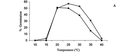 Leave the seeds to soak for 24 hours. Germination of Jacaranda mimosifolia (D. Don ...