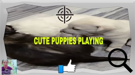 Cute Puppies Playing Youtube