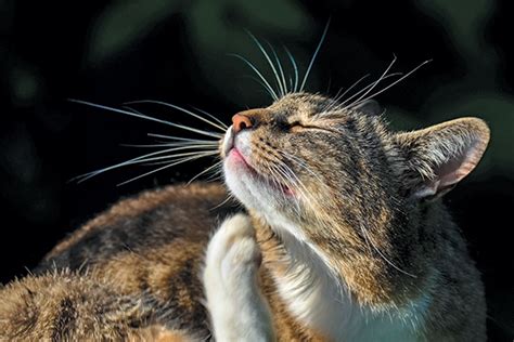 10 Cat Skin Problems And How To Handle Them Catster