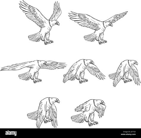Collection Set Of Illustrations Of Bald Eagle Flying With Wings