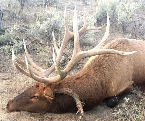 Idaho 2013 Big Bull Down Rocky Mountain Elk Hunting Pinterest