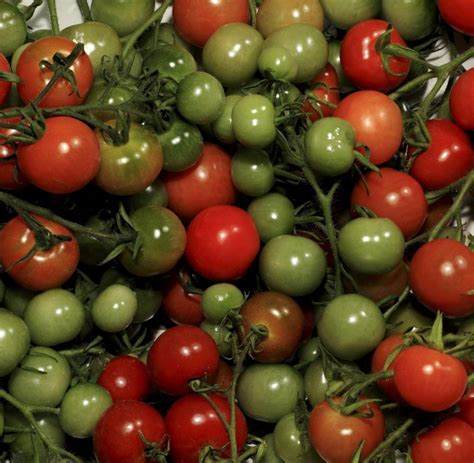 Ernährung Was Unreife Tomaten So Gefährlich Tig Macht Welt