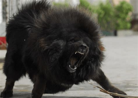 Tibetan Mastiff The Nomadic Guardians Of Tibet Breed Guide