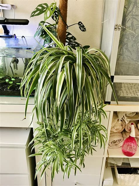 Our Spider Plant Has Been Loving The New Location Heaps Of