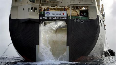 Is Japans Whaling Industry Going Under Dw 07282022