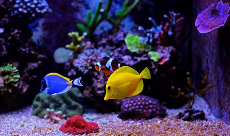 Tropical Fish What Defines Them And Which Breeds Are Popular For