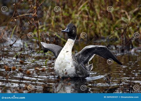 Male Common Pintail Ducks In Stretching Its Wings Stock Image Image