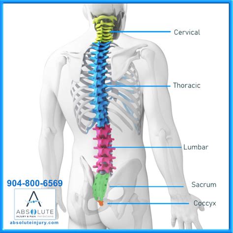 Call us for free consultation. Knowing Your Spine Anatomy - Absolute Injury & Pain Physicians