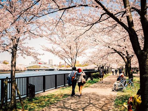 The Top 7 Places In Japan To See Cherry Blossom