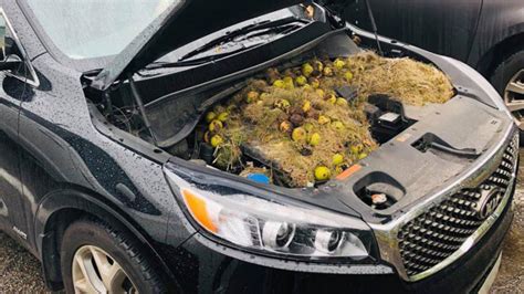Check spelling or type a new query. Perlukah anda cuci enjin kereta? Ini cara yang sebetulnya ...