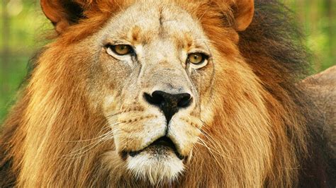 Lion Species Spotlight Youtube