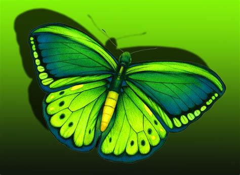 How Can I Believe Green Butterfly Shades Of Green Green