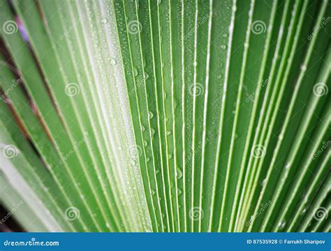 Beautiful Green Tropic Palm Leaf With Drops Of Water Stock Photo