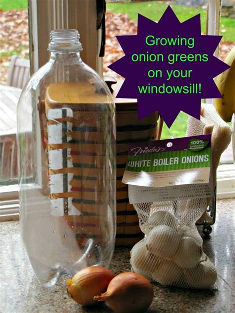 Within a week, onions will begin to grow green sprouts. Growing Your Own Green Onions on Your Windowsill! | Diy ...