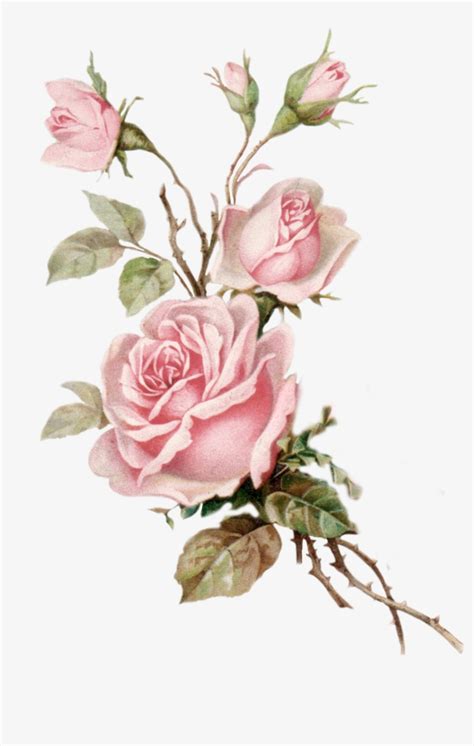 Vintage Pink Rose Png Cut Out From An Old Postcard Old Rose Png