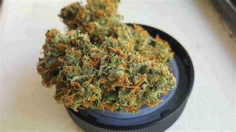 Best Weed Strains Of 2022 Top 10 Strains For Smoking And Growing