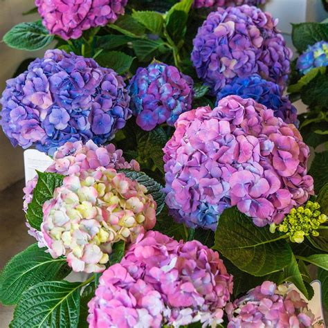 The Easy Way To Change Your Hydrangea Colors From Pink To Blue And