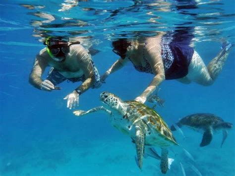 Barbados Shipwreck Snorkel Turtles Lunch And Open Bar Excursion