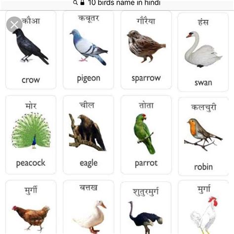10 Birds Name In Hindi