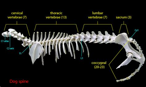 Spine Anatomy Cervical Thoracic Lumbar Sacrum Vertebrae Coccygeal Dog