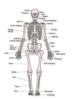 While the skeleton renders stature, support and shape to your body, the fibrous, cartilaginous and synovial are the three main types of joints in the human body. In this assignment, students color the various parts of ...