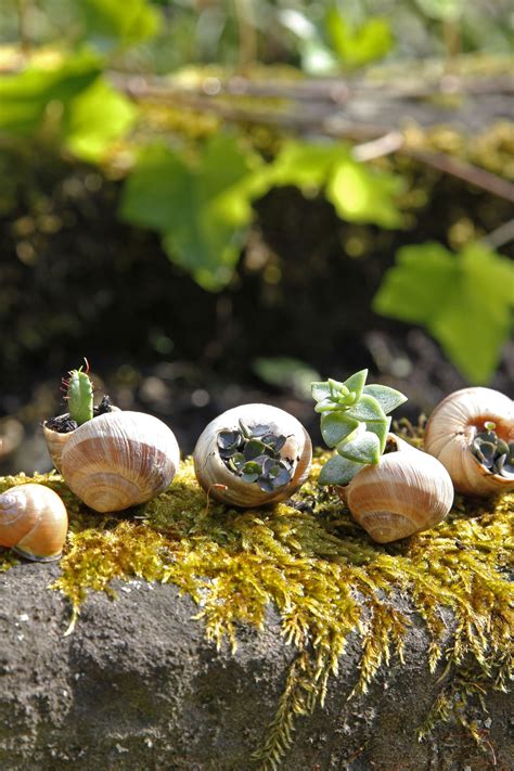 Jeden tag vertilgen sie damit so viel wie sie wiegen. Natürliche Gartendeko | Garten deko, Garten, Schnecken