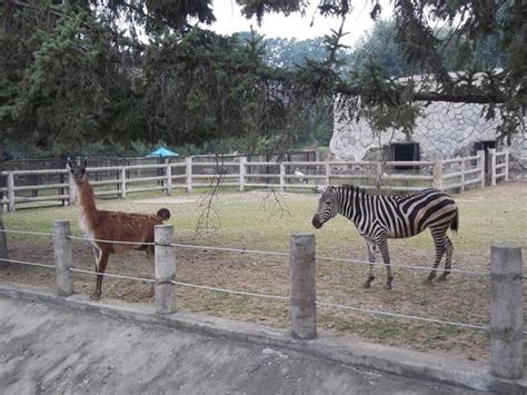 Pyongyang Zoo - All You Need to Know BEFORE You Go - Updated 2021